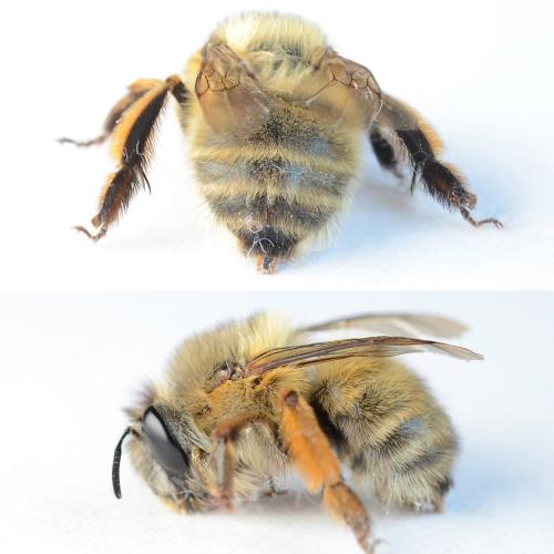 Anthophora plumipes